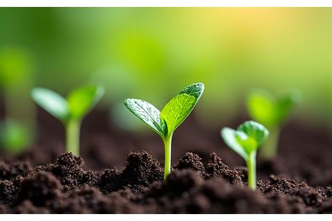 Žaliavos – jauni daigai sparčiai augantys šviesioje, derlingoje dirvoje, simbolizuoja pasėlių auginimo kapitalą.